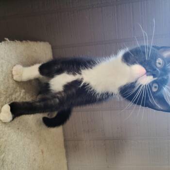 Rescue Domestic Short Hair Cats for Adoption in Russellville, Kentucky - Louis | PetCurious