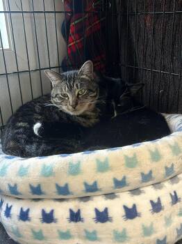 Domestic Short Hair Cats Available for Adoption - Ben & Jerry | PetCurious