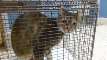 CANELO -  Domestic Short Hair Cat for Adoption in Doral, Florida - CANELO | PetCurious
