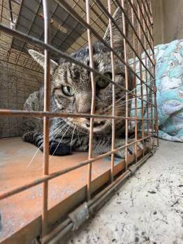 A478187 -  Domestic Short Hair Cat for Adoption in Oklahoma City, Oklahoma - A478187 | PetCurious