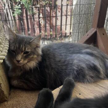 Kelle -  Domestic Long Hair Cat for Adoption - Kelle | PetCurious