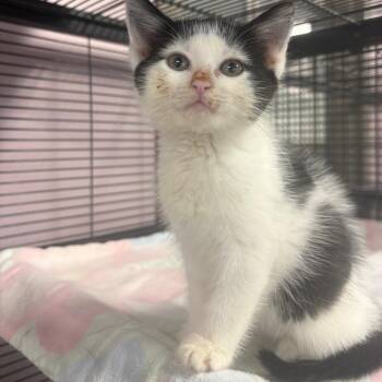 Shiver -  Domestic Short Hair Cat for Adoption in Binghamton, New York - Shiver | PetCurious