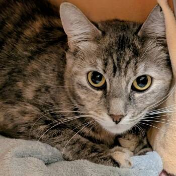 Rescue Domestic Short Hair Cats for Adoption in Middlebury, Vermont - Trouble | PetCurious