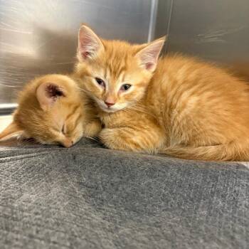 Walter -  Domestic Short Hair Cat for Adoption in Greensboro, North Carolina - Walter | PetCurious