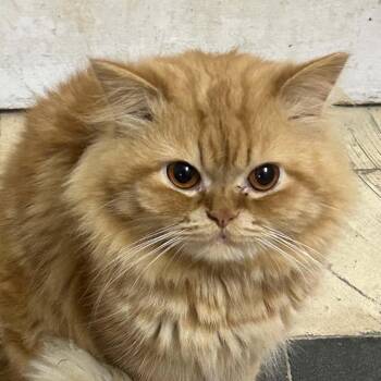 Persian and Maine Coon Cats Available for Adoption in Brampton, Ontario - Zanko | PetCurious
