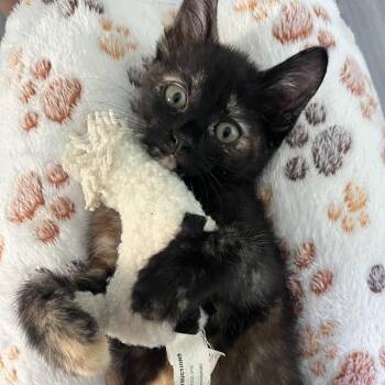 Brownie -  Domestic Short Hair Cat for Adoption in Spokane, Washington - Brownie | PetCurious