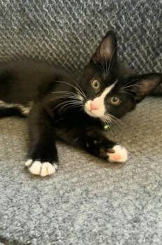 Alfalfa -  Domestic Short Hair Cat for Adoption in Berwick, Pennsylvania - Alfalfa | PetCurious