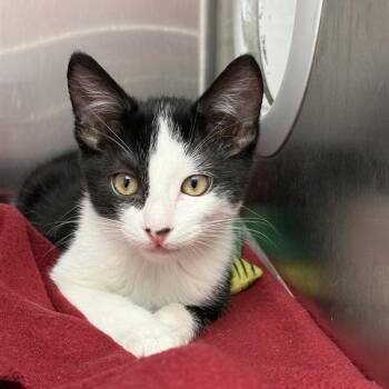 Neptune -  Domestic Short Hair Cat for Adoption in Hawthorne, California - Neptune | PetCurious