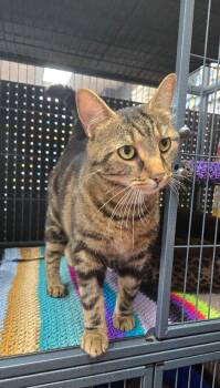 Aristotle -  Tabby Cat for Adoption in Hamilton, Ontario - Aristotle | PetCurious