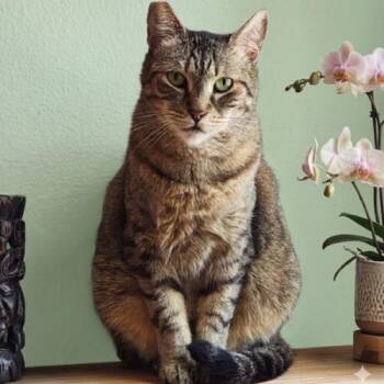 Layla -  Domestic Short Hair Cat for Adoption in Tampa, Florida - Layla | PetCurious