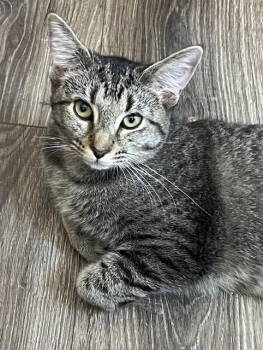 Rescue Tabby Cats for Adoption in Franklin, Tennessee - KITTEN MISS REY REY | PetCurious
