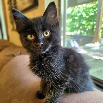 Domestic Medium Hair Cats Available for Adoption in Bentonville, Arkansas - Bandit | PetCurious