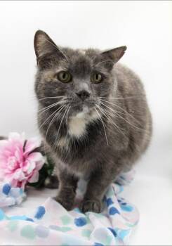 Flash X -  Domestic Short Hair Cat for Adoption in Muskegon, Michigan - Flash X | PetCurious