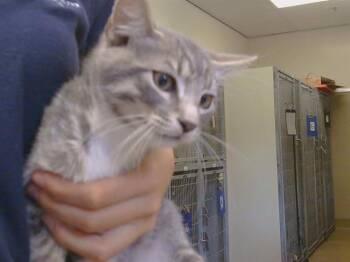 PEREZ -  Domestic Short Hair Cat for Adoption in Sacramento, California - PEREZ | PetCurious
