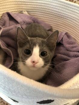 Rescue Domestic Short Hair Cats for Adoption in Seven Valleys, Pennsylvania - Lulu | PetCurious