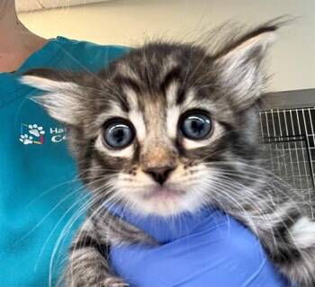POEM -  Domestic Short Hair Cat for Adoption in Houston, Texas - POEM | PetCurious