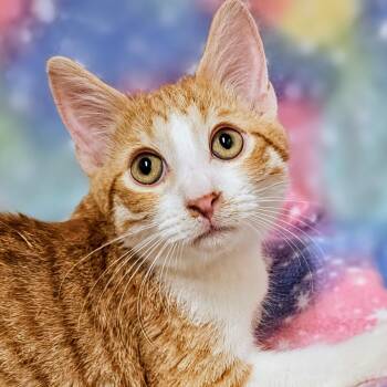 Merlin - Rancho Cucamonga PetSmart -  Domestic Short Hair Cat for Adoption in Yorba Linda, California - Merlin - Rancho Cucamonga PetSmart | PetCurious