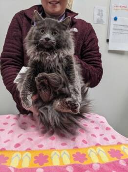 Domestic Long Hair and Domestic Short Hair Cats Available for Adoption - Gorilla | PetCurious