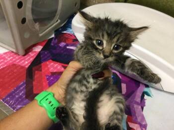 Domestic Medium Hair Cats Available for Adoption in Riverside, California - FRY SAUCE | PetCurious