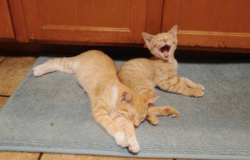 Frack -  Domestic Short Hair Cat for Adoption in Mishawaka, Indiana - Frack | PetCurious