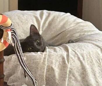 Rescue Russian Blue Cats for Adoption in Pasadena, California - Rocket | PetCurious