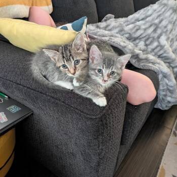 Gideon -  Domestic Short Hair Cat for Adoption in Madison, Wisconsin - Gideon | PetCurious