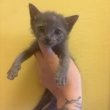 Sterling -  Domestic Short Hair Cat for Adoption in Webster, Texas - Sterling | PetCurious