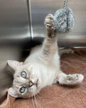 Rescue Siamese Cats for Adoption in Orland Hills, Illinois - Lumi | PetCurious