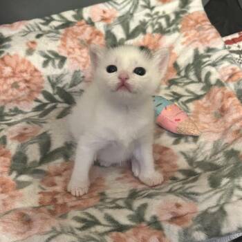 26-108 Rue -  Domestic Short Hair Cat for Adoption in North Branford, Connecticut - 26-108 Rue | PetCurious