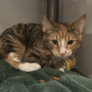 NCR8895 ITSY -  Domestic Short Hair Cat for Adoption in Port Washington, New York - NCR8895 ITSY | PetCurious