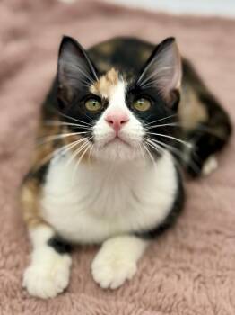 Glue Stick -  Calico Cat for Adoption in Covington, Louisiana - Glue Stick | PetCurious