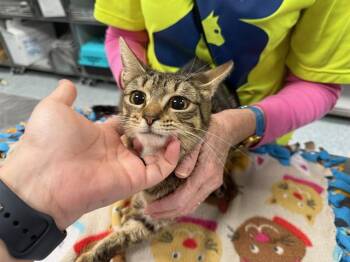 Domestic Short Hair Cats Available for Adoption - RUTH | PetCurious