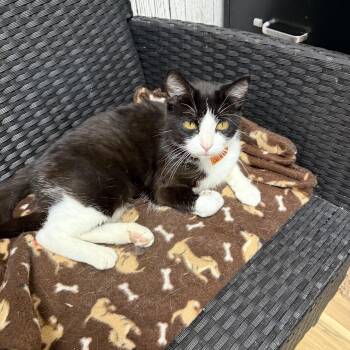 Rescue Domestic Short Hair Cats for Adoption in Momence, Illinois - Celest | PetCurious