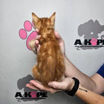 American Shorthair Cats Available for Adoption in Milton, Florida - Mango | PetCurious