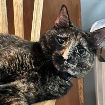 Ethel (In Foster) -  Domestic Short Hair Cat for Adoption in Newark, New Jersey - Ethel (In Foster) | PetCurious