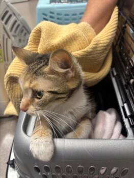 A142441 -  Domestic Medium Hair Cat for Adoption in Burbank, California - A142441 | PetCurious