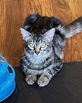 Domestic Medium Hair Cats Available for Adoption - Brisco | PetCurious