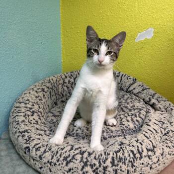 Yorkshire Pudding -  Domestic Short Hair Cat for Adoption in Fresno, California - Yorkshire Pudding | PetCurious