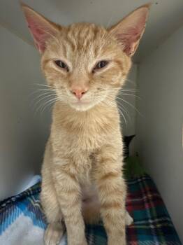 Tucson/Mango  (W. Walnut) -  Domestic Short Hair Cat for Adoption in Johnson City, Tennessee - Tucson/Mango  (W. Walnut) | PetCurious