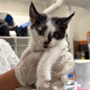 Ada Lovelace -  Domestic Short Hair Cat for Adoption in Lakewood, California - Ada Lovelace | PetCurious