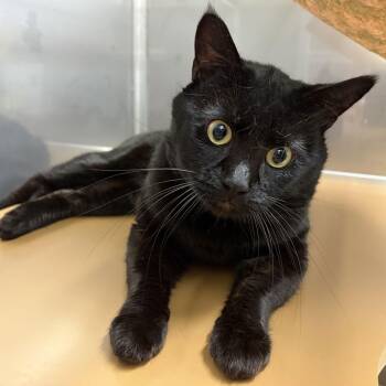 Domestic Short Hair Cats Available for Adoption - Panther | PetCurious