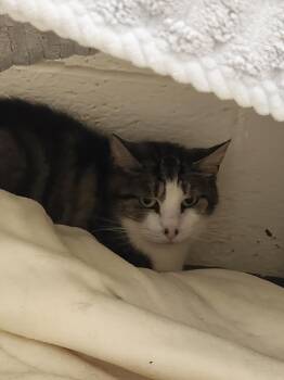 MAEVE -  Domestic Short Hair Cat for Adoption in Hagerstown, Maryland - MAEVE | PetCurious