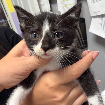 Domestic Short Hair Cats Available for Adoption in Webster, Texas - Dorthy | PetCurious