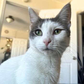 Domestic Short Hair Cats Available for Adoption - Pnina & Sirena | PetCurious