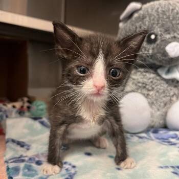 Oersted -  Domestic Short Hair Cat for Adoption in Los Angeles, California - Oersted | PetCurious