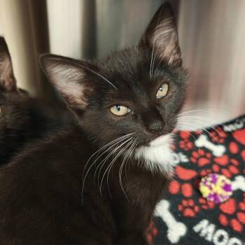 Junie B. Jones -  Domestic Short Hair Cat for Adoption in Hendersonville, North Carolina - Junie B. Jones | PetCurious