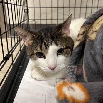 Domestic Short Hair Cats Available for Adoption - Wall-E | PetCurious