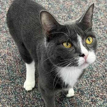 Domestic Short Hair Cats Available for Adoption in Buffalo, New York - Dutchess | PetCurious