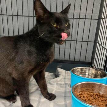 Mochi -  Domestic Short Hair Cat for Adoption in Duncan, Oklahoma - Mochi | PetCurious
