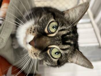 Rescue Domestic Short Hair Cats for Adoption in Hammond, Indiana - Bette Davis | PetCurious